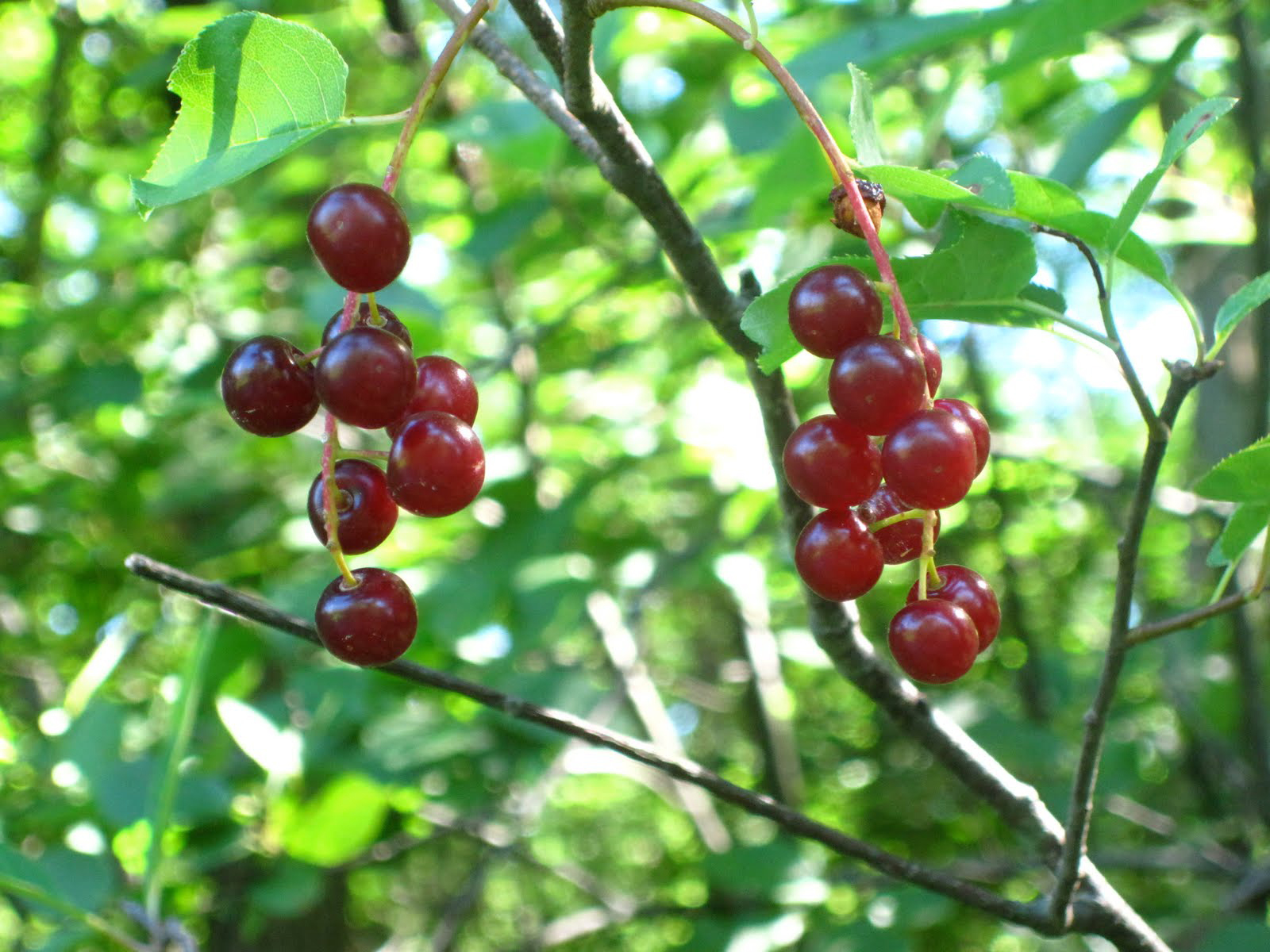 Benefits of Wild Cherry Supplements