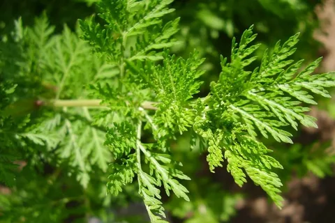 The Comprehensive Guide to the Benefits of Wormwood Supplements