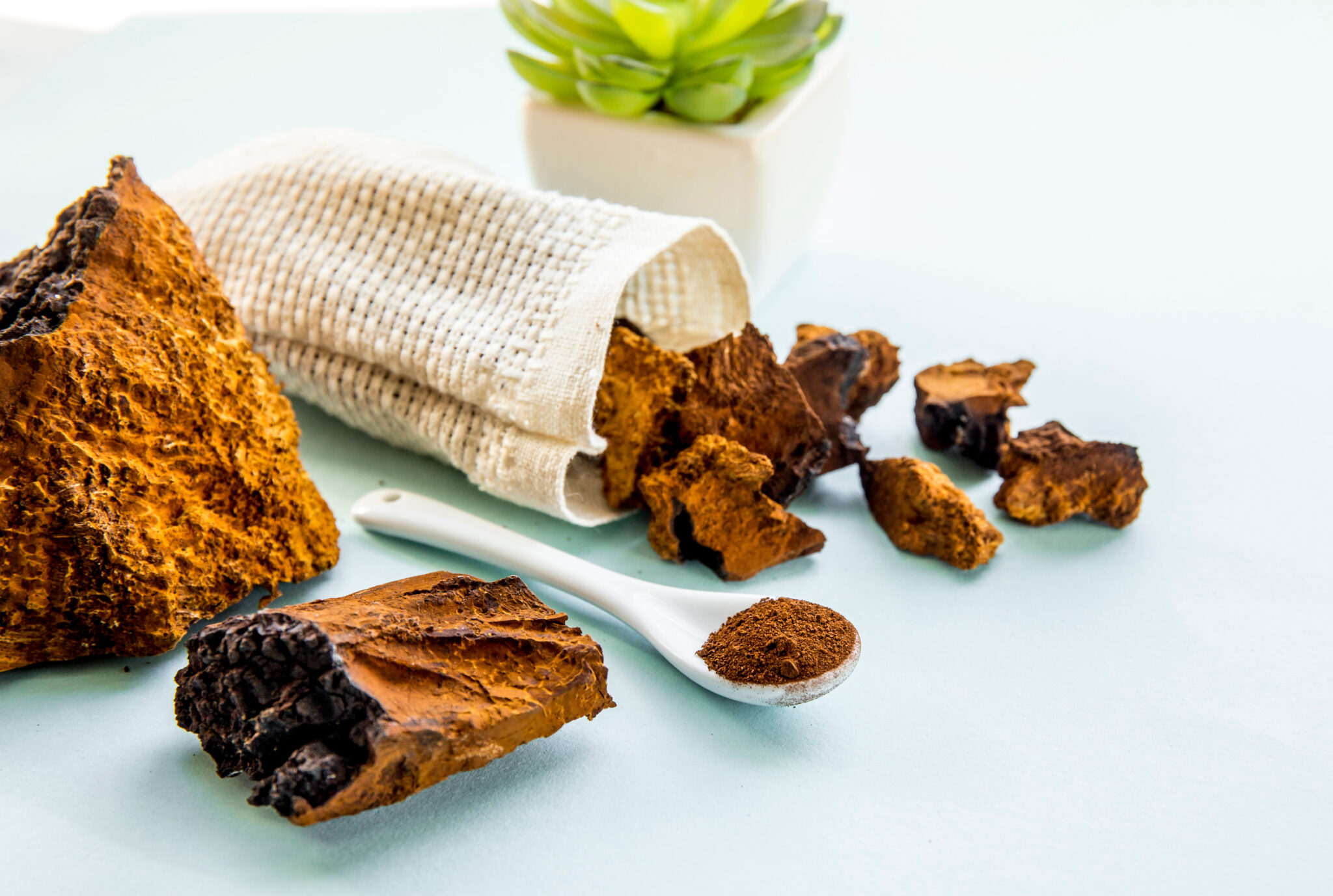 Chaga Functional Mushrooms: A Comprehensive Guide to Their Benefits