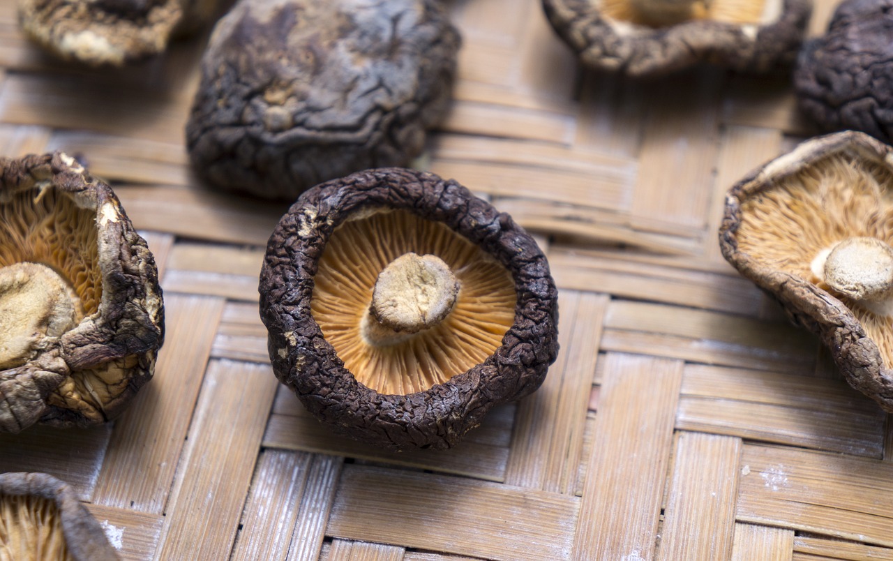 Cordyceps Functional Mushrooms A Comprehensive Guide to Their Benefits