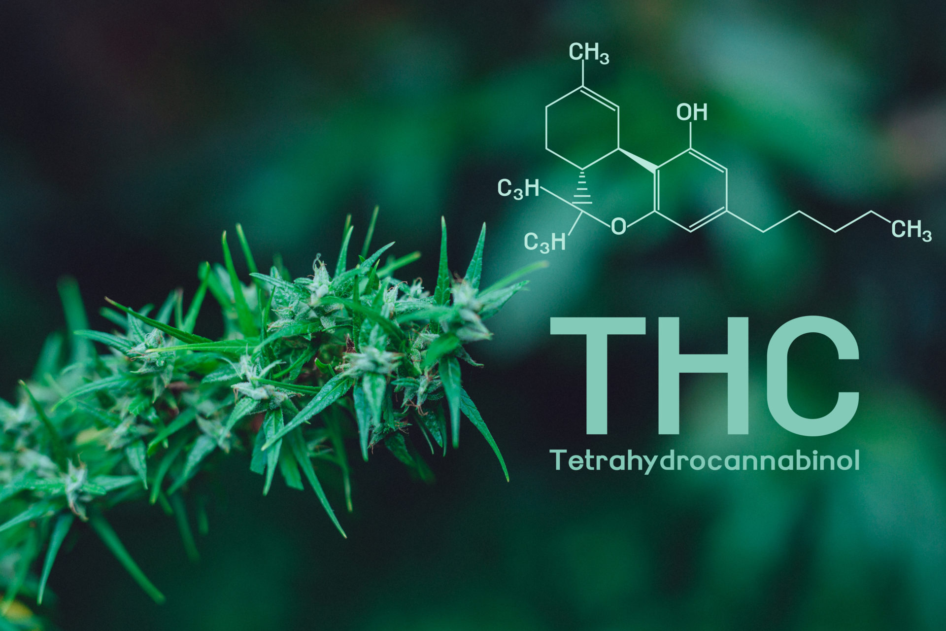 Introducing 7 New Cannabinoid Formulations Delta-10, HHC, THC-O, THCV, and More